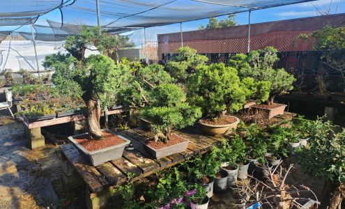 Maruyama Bonsai Nursery