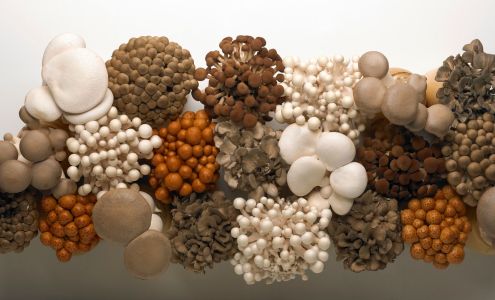 Gourmet Mushrooms Inc