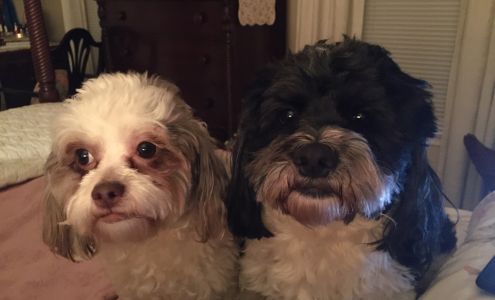 Sarah's Canine Cuttery Inc. 3300 New Kent Hwy A, Quinton Virginia 23141