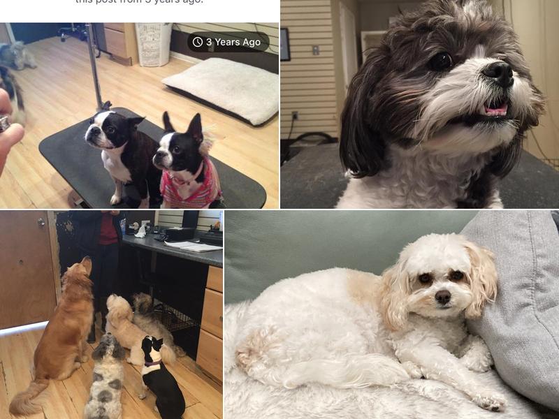 Bone Dry Grooming Salon