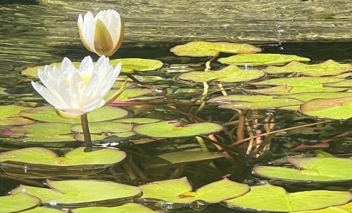 White lotus healing center