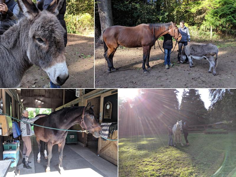 Serenstara Healing Arts