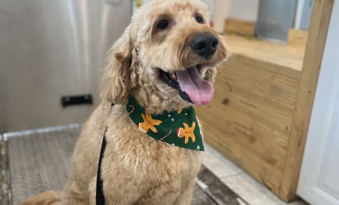 Mobile Dog Grooming Service