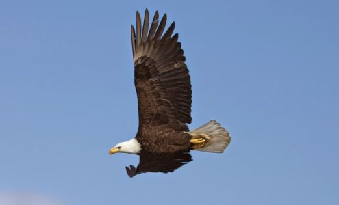 Eagle Transmission North Austin