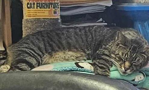 Pedro's Auto Repair and Tires