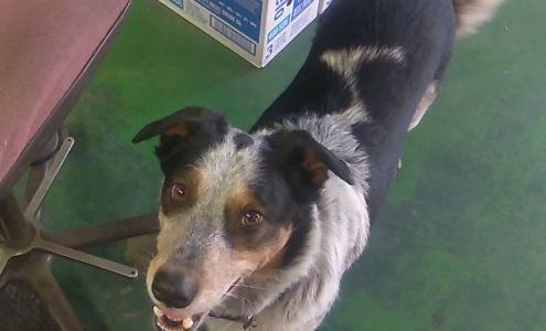 Triangle Truck Parts