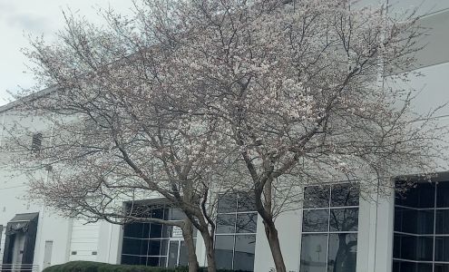 Nissan Trading Corporation Americas