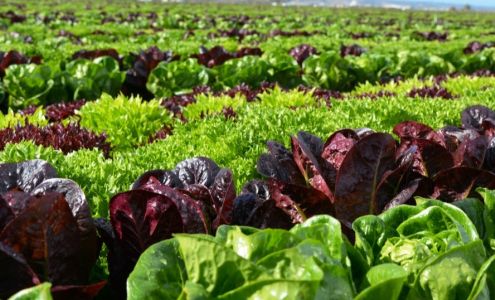 Tanimura & Antle Inc