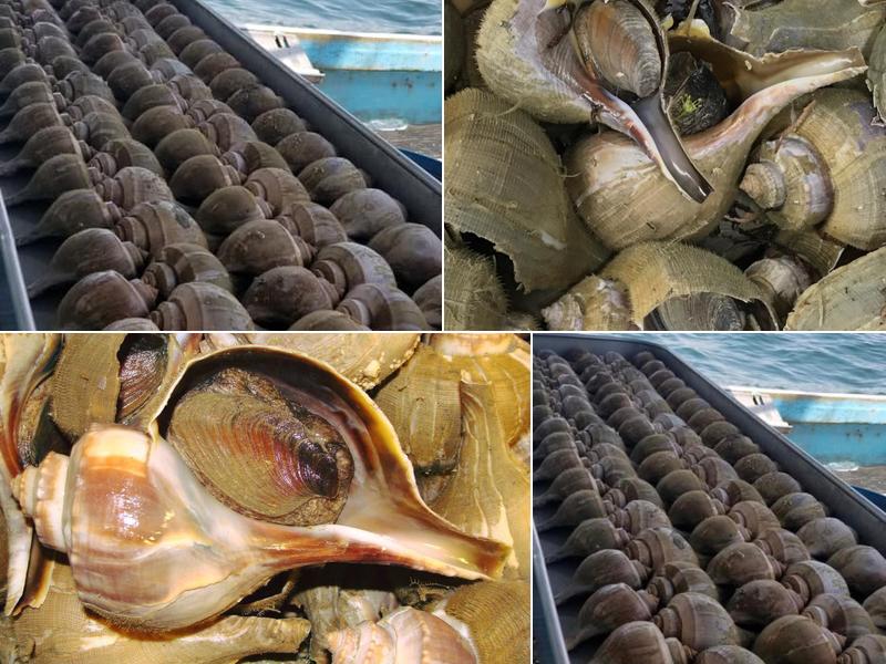 Big G Seafood, Inc. 48 Antonio Costa Ave, New Bedford