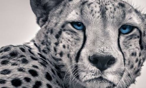 Brown & Brown of Connecticut, Inc.