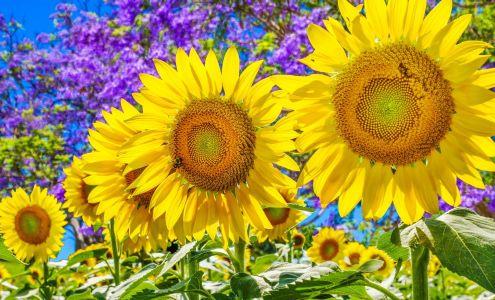 Hi-School Pharmacy Corporate Headquarters