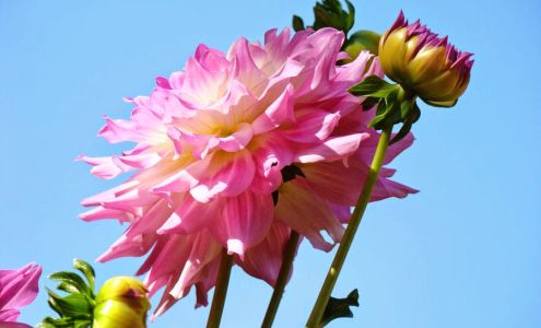 Dahlia Natural Health Clinic: Diane Moan, Naturopathic Doctor