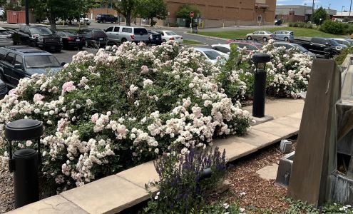 Wiz Quiz Drug Screening Services