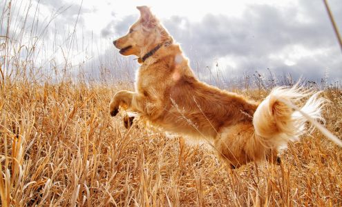 InClover Research Pet Supplements