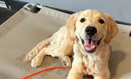 American Canine Academy