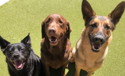 BARK! Doggie Daycare + Hotel + Spa