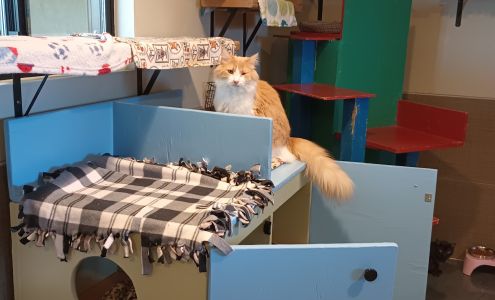 Hermitage Cat Shelter