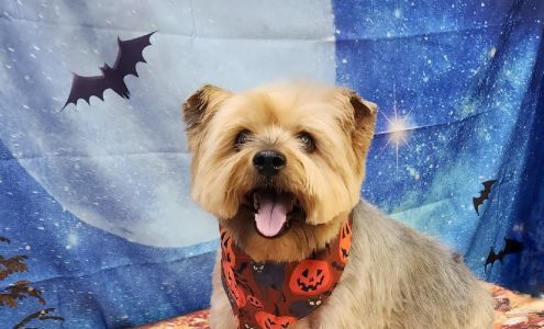 Bubbles N Bows Grooming Salon