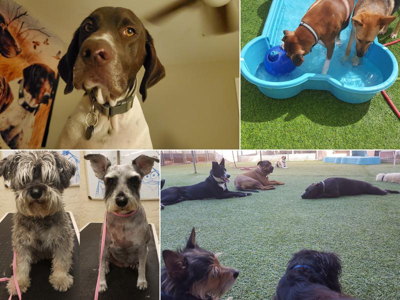 Alta Vista Boarding & Grooming