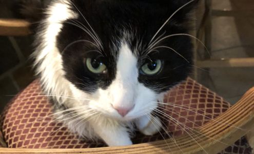 Desert Hills Animal Hospital