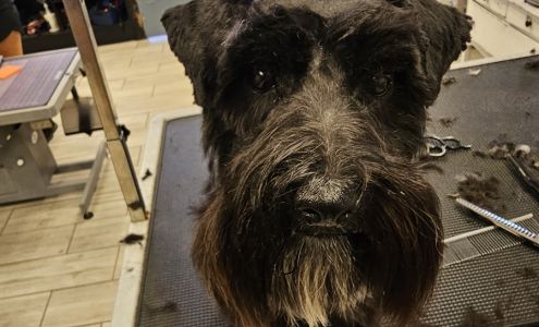 Dirty Paws Pet Grooming LLC