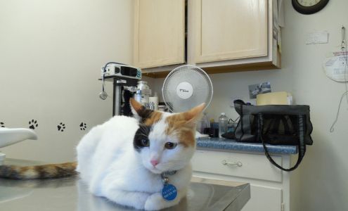 Dreamy Draw Cat Hospital