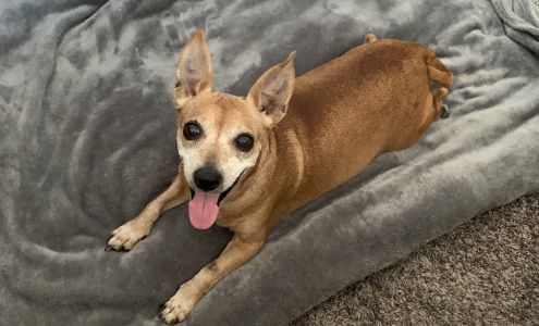 Phoenix Mountain Animal Hospital