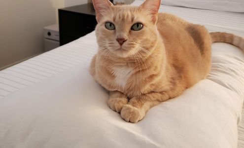 Veterinary Partners PLC