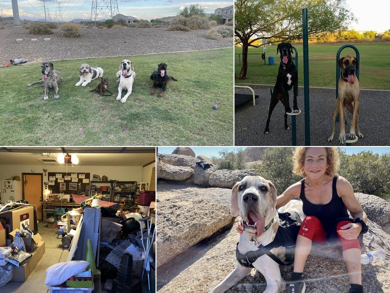 Fit Dog Training Phoenix