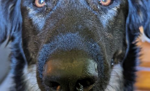 Canine Cottage Spiro