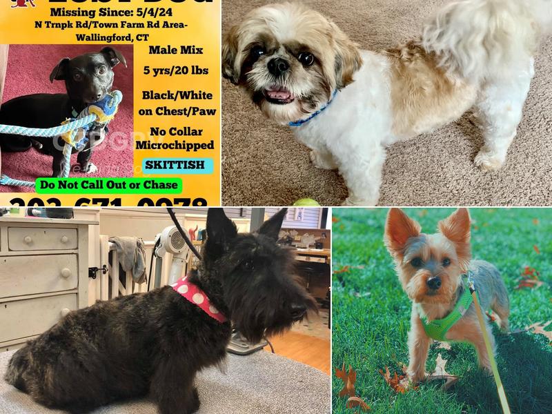 The Muddy Puppy Holistic Pet Spa