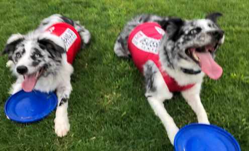 Sit Means Sit Connecticut and Southern Westchester Valhalla