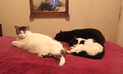 Fieldston Pets - Bash Dibra