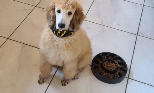 All My Furry Friends - Jacksonville FL