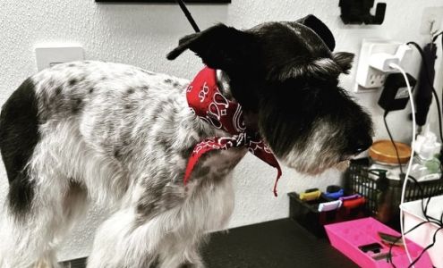 Odalys Mobile Dog Grooming - SW Miami -