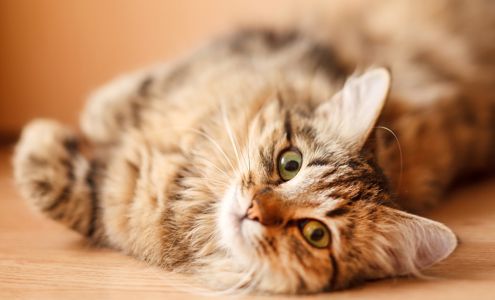 Dale Mabry Animal Hospital