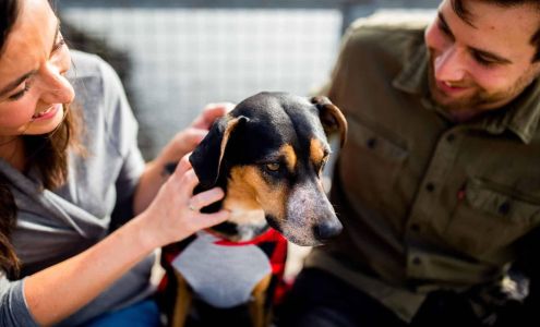 Blue Collar Pet Transport