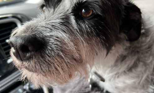 Pet Travel Transport