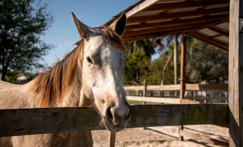 Peaceful Ridge Rescue