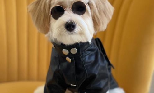 Koko-Bone Pet Boutique & Mobile Grooming