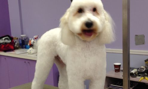 Fluffy Puppy Pet Salon