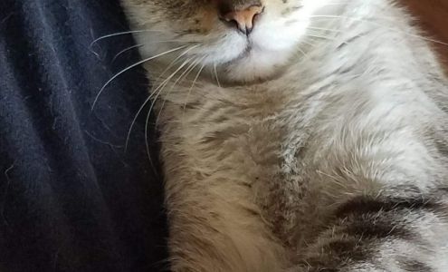 Cyclone Veterinary Services