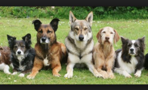 Cool Springs Dog Grooming And Training at Natchez Trace