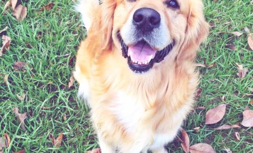 Bed & Biscuits Candler