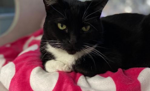 Cat Hospital of Sarasota