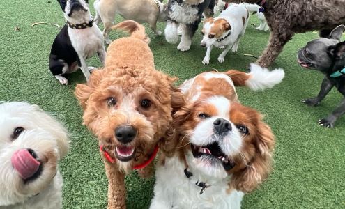 Ruffgers Dog University - Bonita Springs Dog Training & Boarding