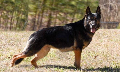 Von der Diamondburg Kennels Luthersville