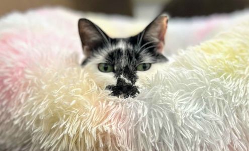 East Roswell Vet Hospital Roswell