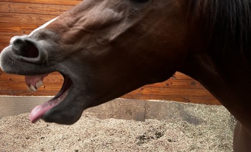 Horner & Nash Canton