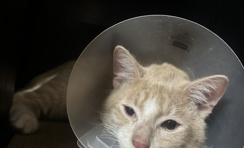 Westside Animal Hospital